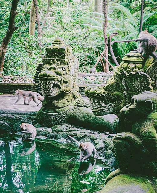 Monkey Forest